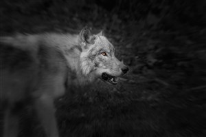 黑白照片野生动物狼图片