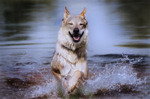 水里奔跑的野生动物狼图片