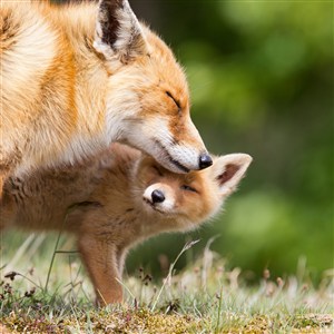 温馨的狐狸图片