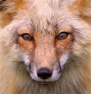 黄色眼睛狐狸图片