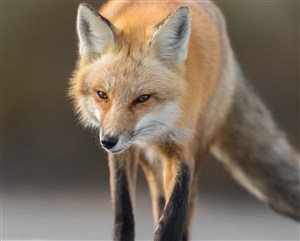 狡诈的野生动物狐狸图片