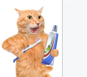拿着牙膏牙刷的可爱猫咪图片