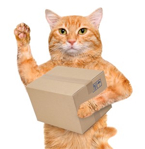 抱着快递盒子的萌宠猫咪图片