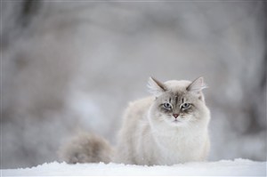 雪地里高贵的猫咪图片