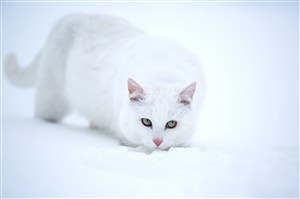 白如雪的白猫咪图片