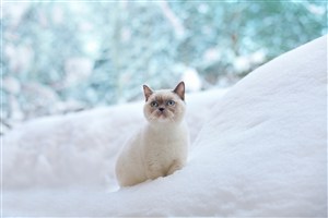 雪地上的波斯猫咪图片