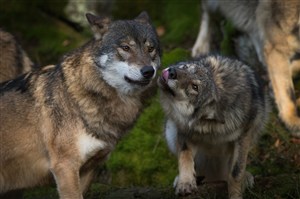亲吻的狼图片唯美野生动物