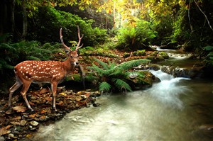 唯美野生动物小溪旁喝水的麋鹿图片