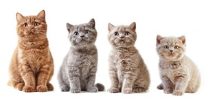四条小猫咪图片特写