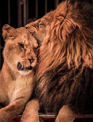 凶残撕咬的狮子图片唯美野生动物