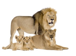 白色背景狮子图片设计素材唯美野生动物