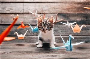 看着千纸鹤的小猫咪图片