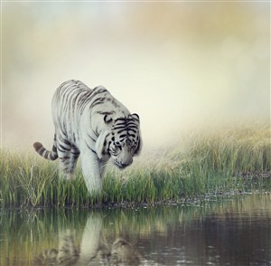 华南老虎图片唯美野生动物