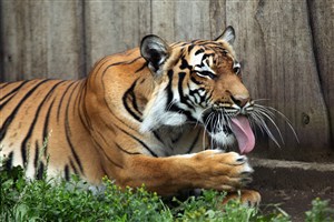 吐舌头的老虎图片