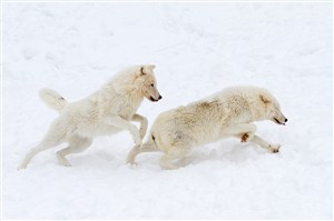 雪地上打闹的野生动物狼图片