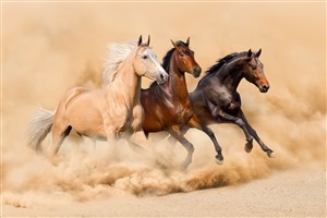 黃土上奔跑的駿馬圖片