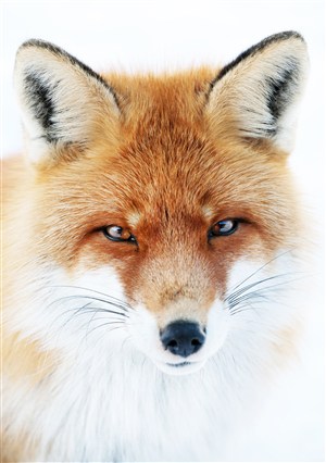 高清狐狸图片手机壁纸