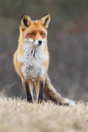 草地上的狐狸图片手机壁纸
