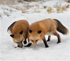 两只抢食物的小狐狸图片