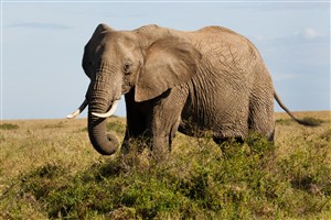 5K高清泰国大象图片