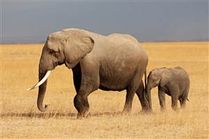 跟在大象妈妈后面的小象图片