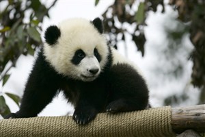 树枝上的大熊猫图片