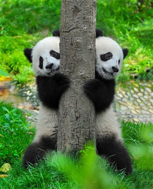 两头抱着树的大熊猫图片