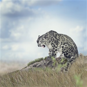 山顶上的野生动物豹子图片
