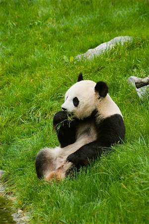 吃草的大熊猫图片