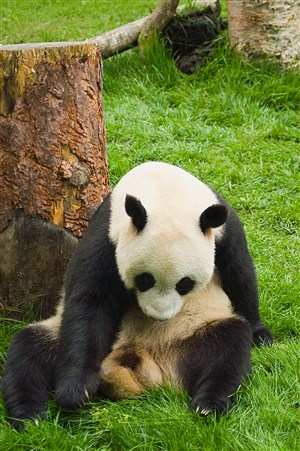 坐在草地上的大熊猫图片