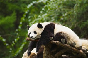5K高清大熊猫图片