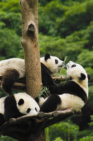 3K高清大熊猫图片手机壁纸