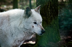 脸部受伤的狼图片唯美野生动物