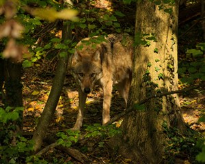 躲在树下的野生动物狼图片