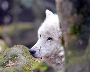 大树下的白狼图片