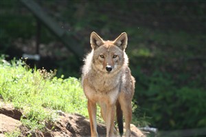 阳光下的野生动物狼图片