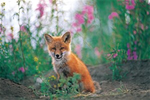唯美背景野生动物小狐狸图片