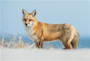 夹着尾巴的野生动物狐狸图片