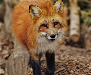 毛发旺盛的野生动物狐狸图片