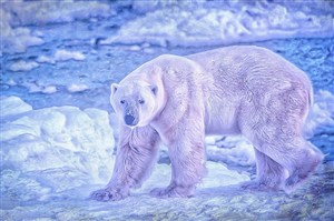 冰冻的野生动物北极熊图片