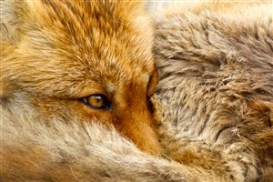 高清狐狸眼睛图片