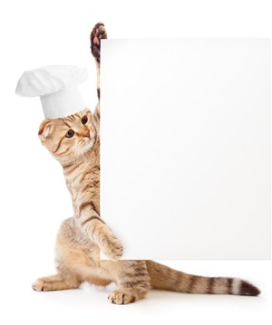 带厨师帽的猫咪图片设计素材