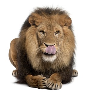 狮子图片设计素材唯美野生动物