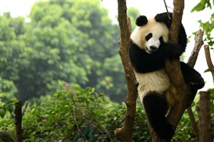 树杈上的大熊猫图片