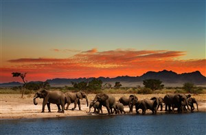 夕阳下一群喝水的野生动物大象图片