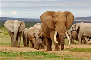 一群迁移的野生动物大象图片