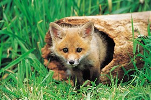树洞里的小狐狸图片