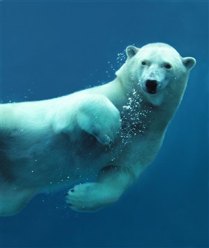水中的野生动物北极熊图片