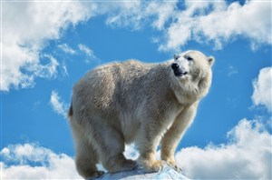 冰峰上的野生动物北极熊图片