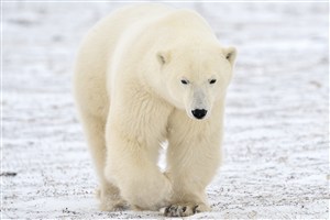 5K高清北极熊图片